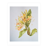 Honeysuckle (Print Only) thumbnail