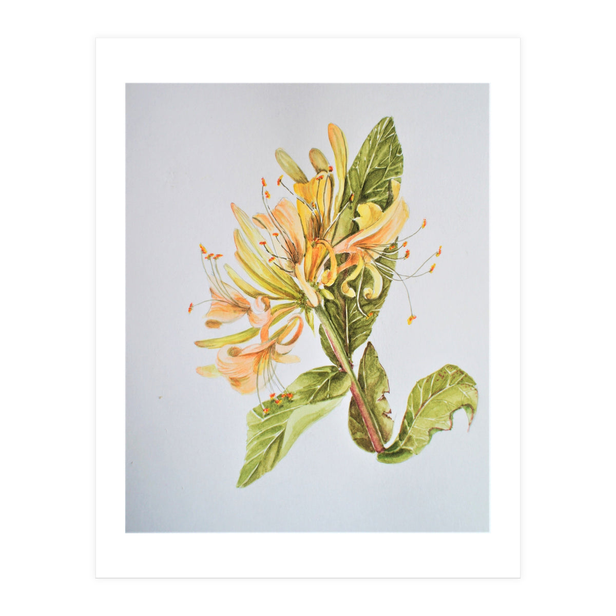 Honeysuckle (Print Only)