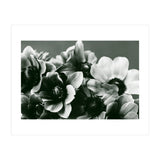 Anemone Flowers (Print Only) thumbnail