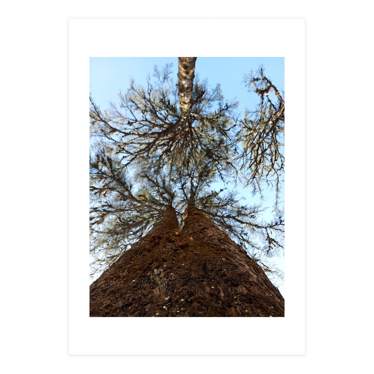 Ataraxia - Tree Series 2 (Print Only)