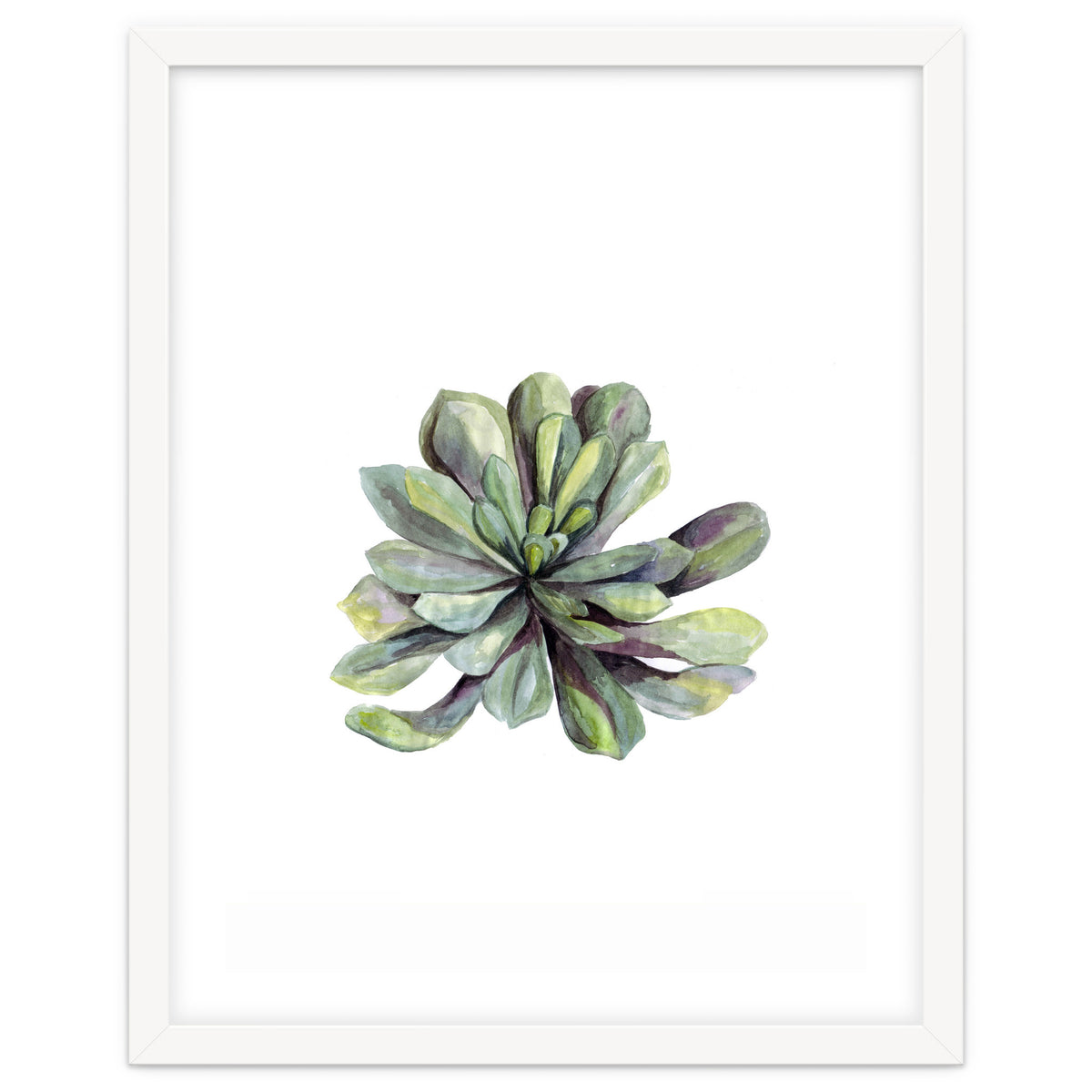 Botanical Illustration Succulent