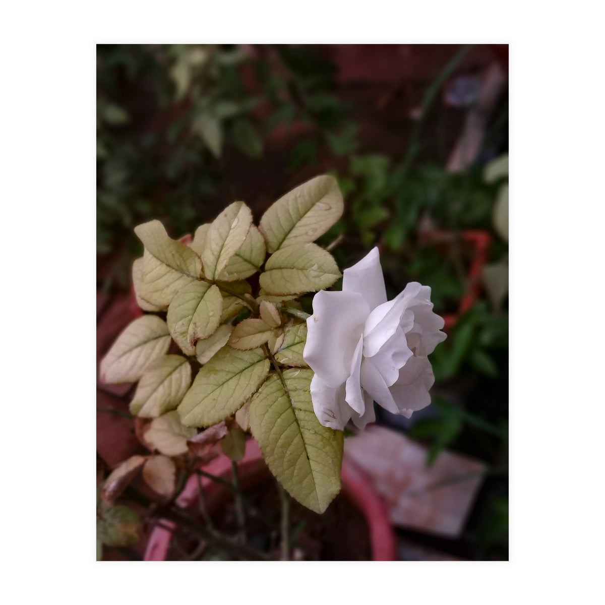 White Rose Garden (Print Only)