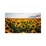 Summer Sunflowers (Print Only) thumbnail