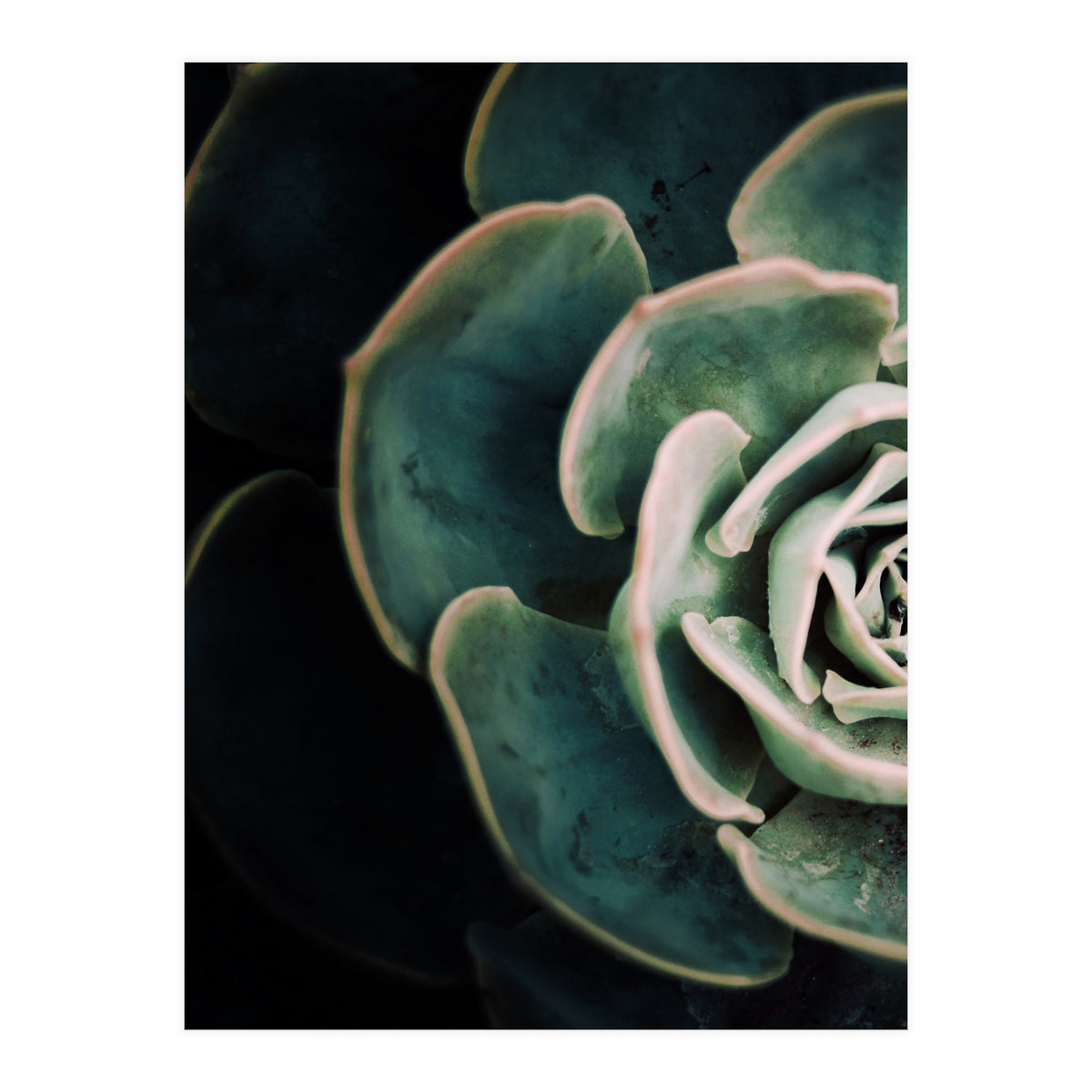 Darkside Of Succulents 4-E (Print Only)