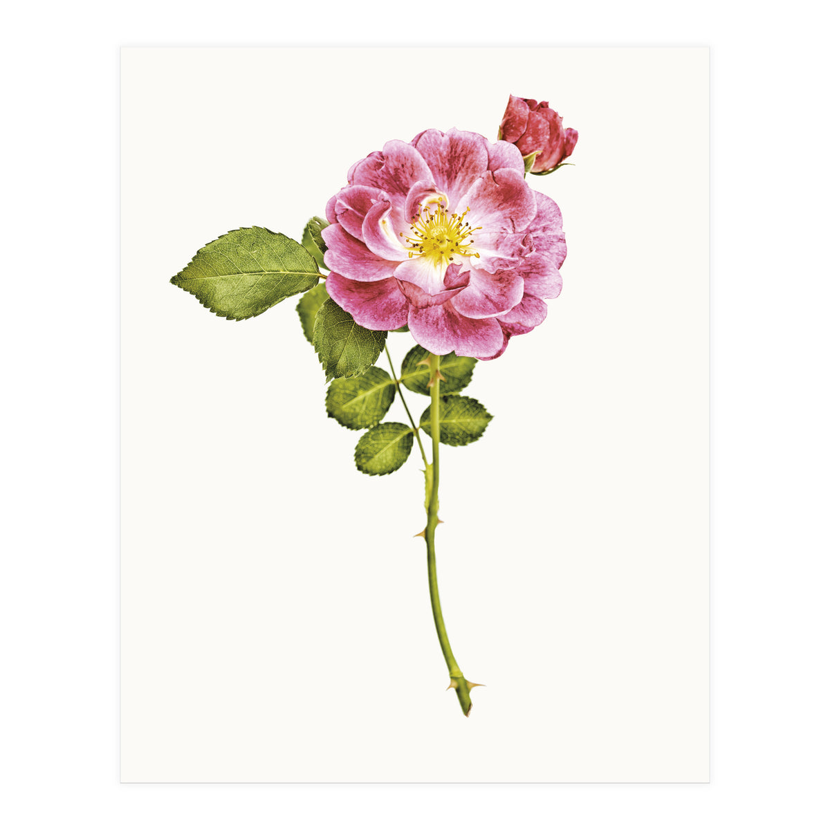 Cc Roses 05 (Print Only)