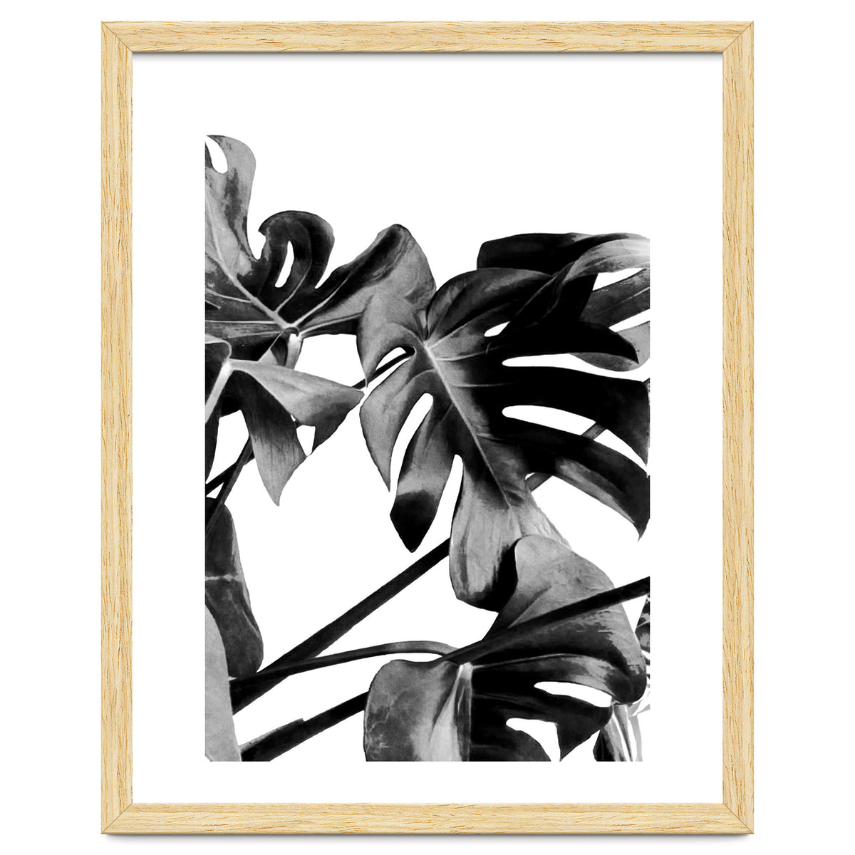 Monstera Black And White 06