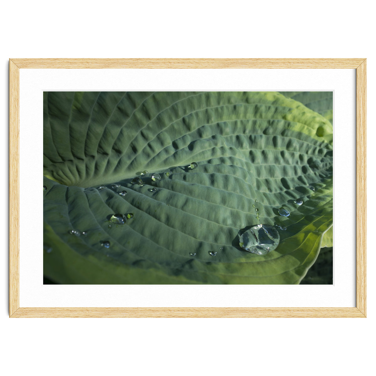 Hosta With Raindrops