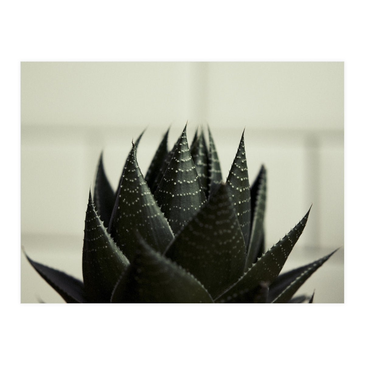 Succulent (Print Only)