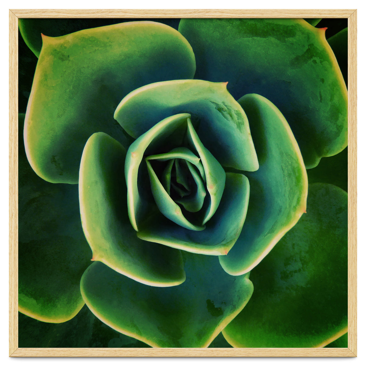 DARKSIDE OF SUCCULENTS XIII