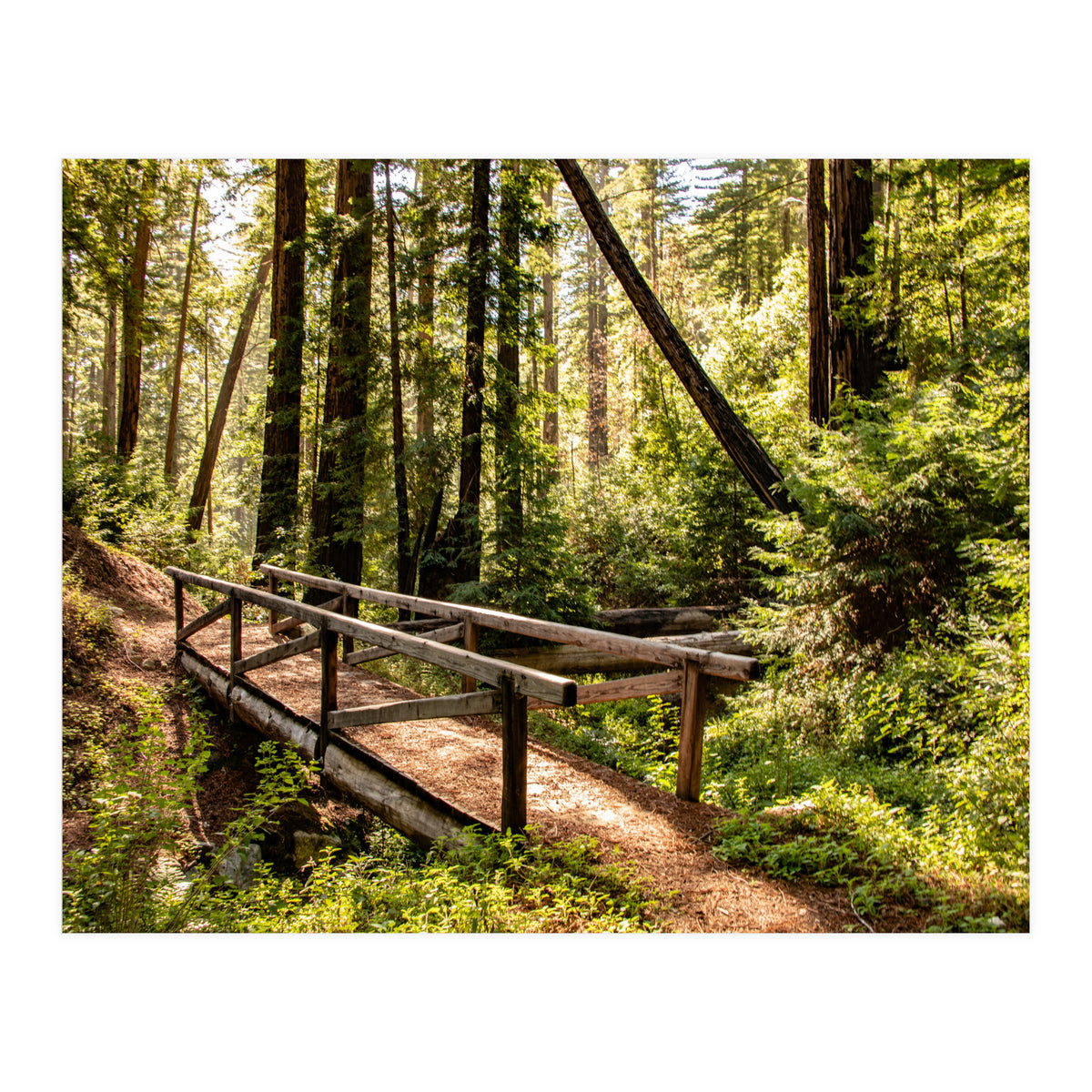 Ewoldsen Trail Bridge  (Print Only)