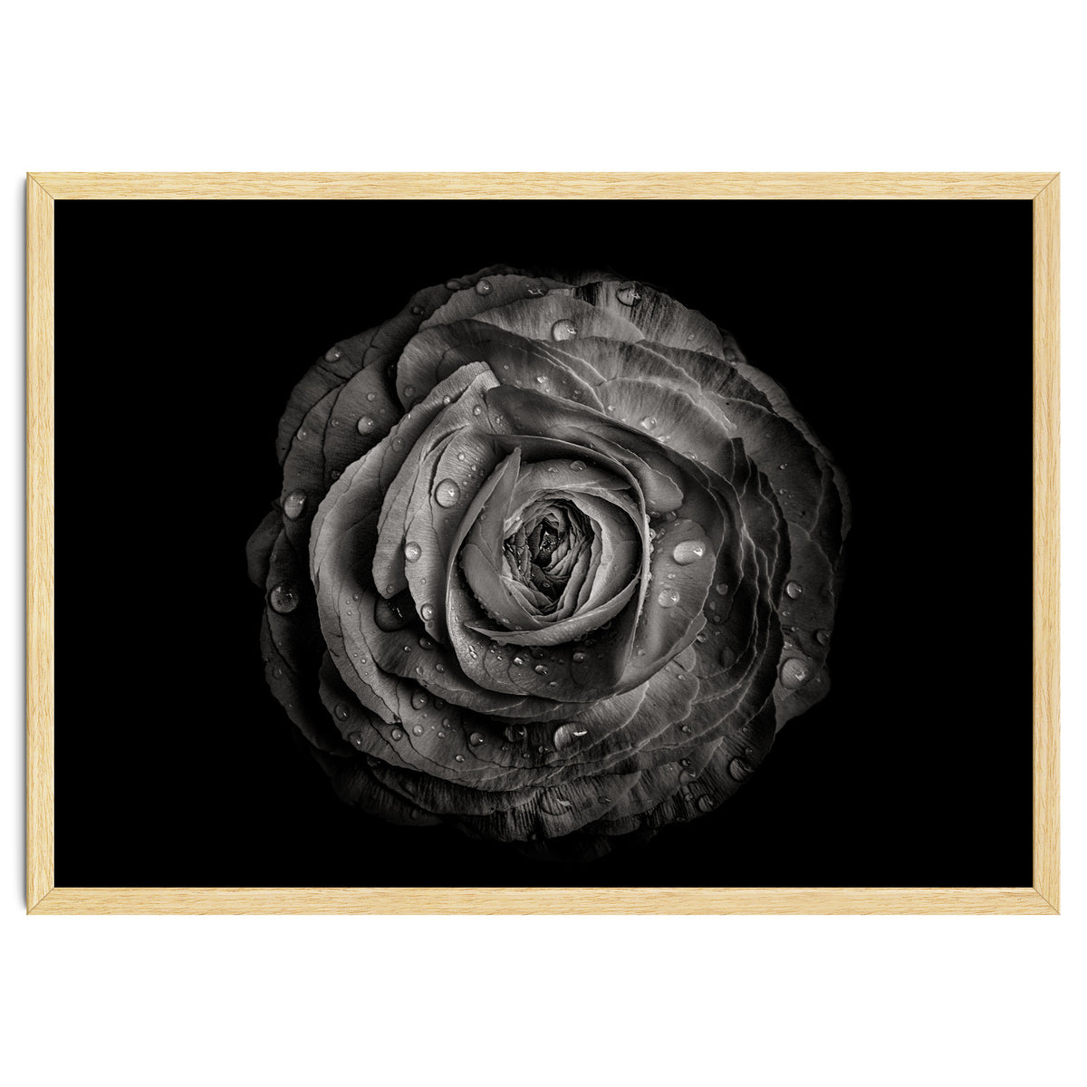 Backyard Flowers In Black And White 72