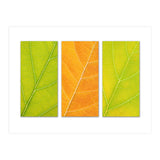 Autumn Leaves (Print Only) thumbnail