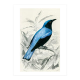 Square-tailed drongo illustrated (Print Only) thumbnail