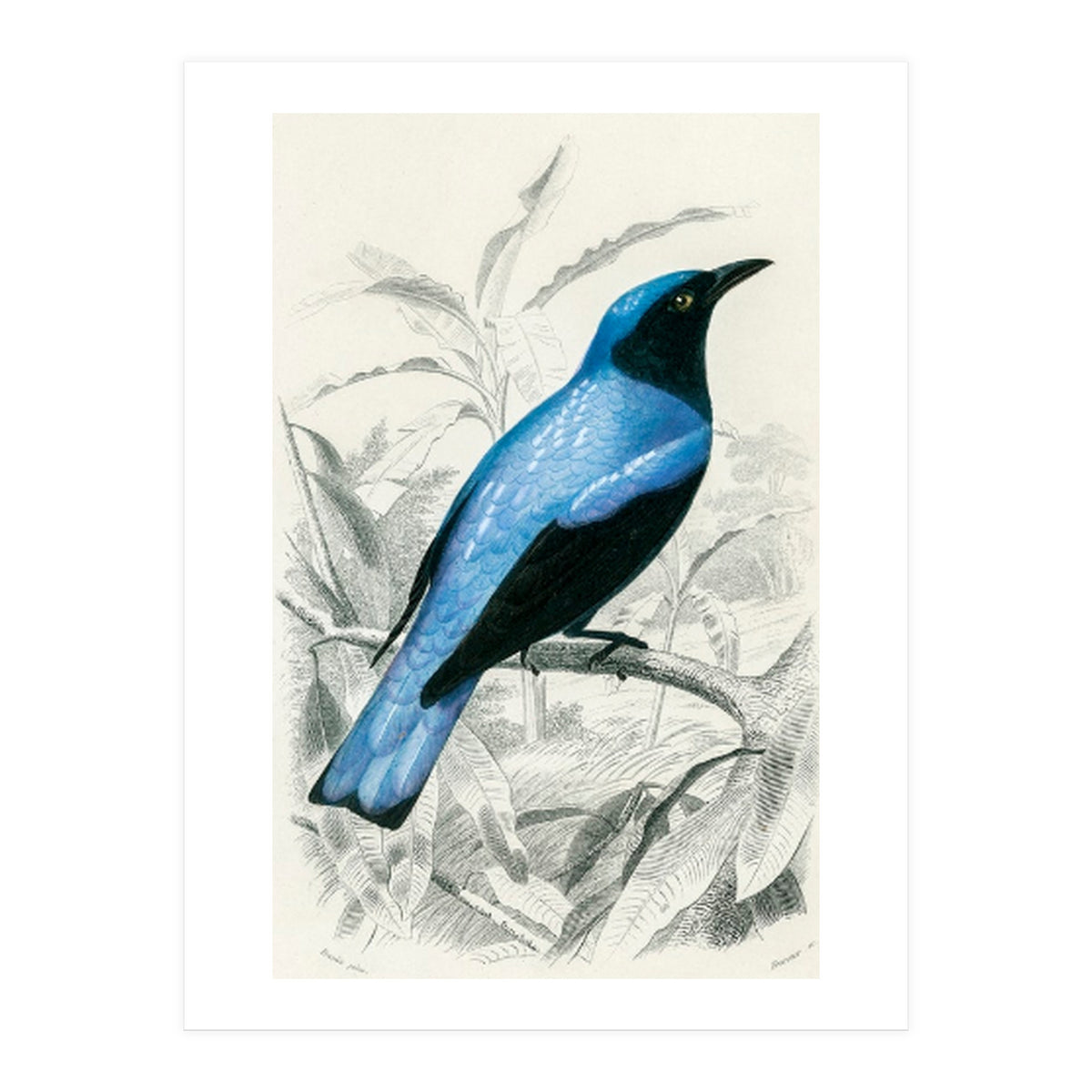 Square-tailed drongo illustrated (Print Only)