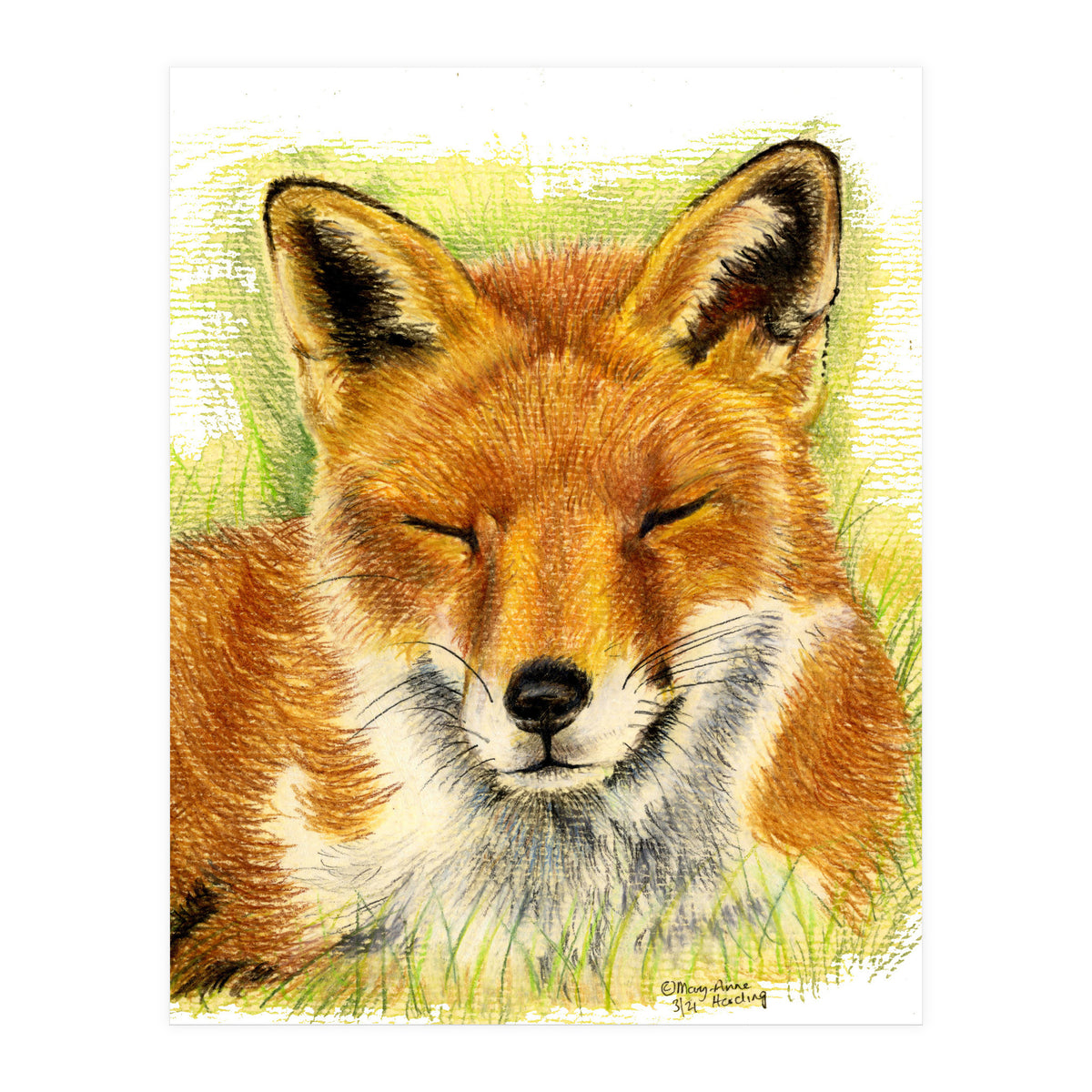 Red Fox Sleeping  (Print Only)