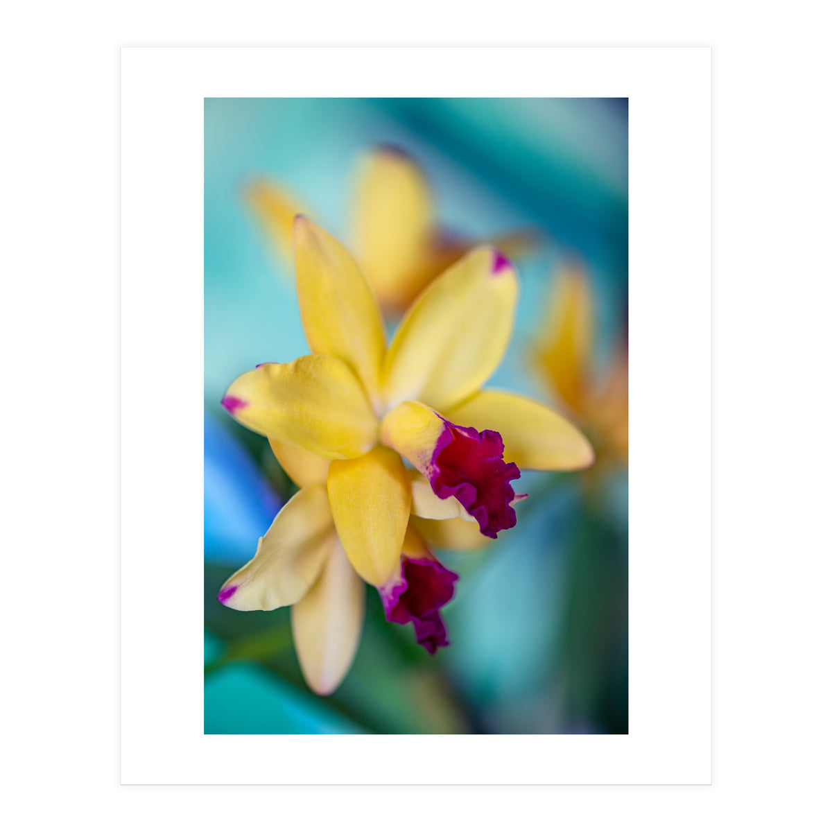 Cattleya Orchidee (Print Only)
