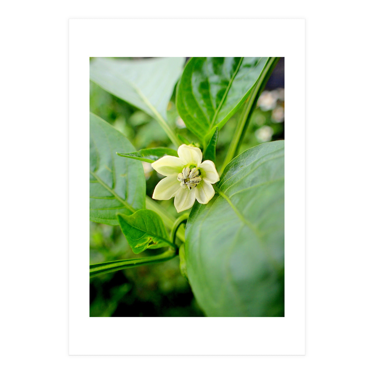 Blossom (Print Only)