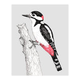 Great spotted woodpecker (Print Only) thumbnail
