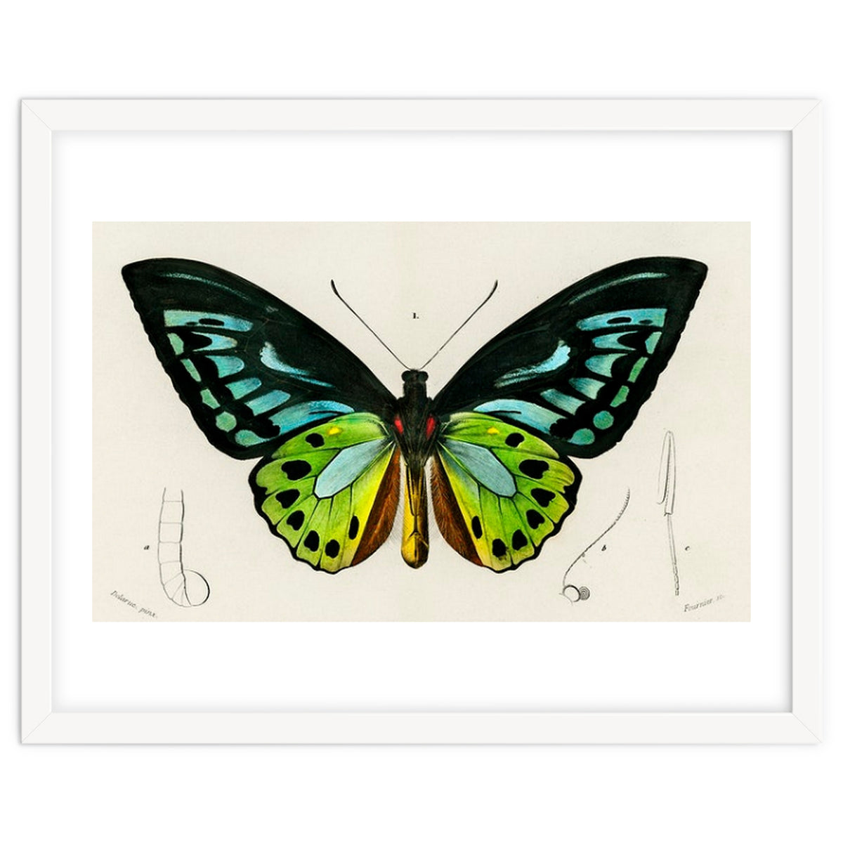Green birdwing illustrated