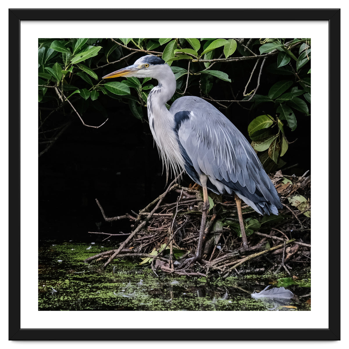Heron