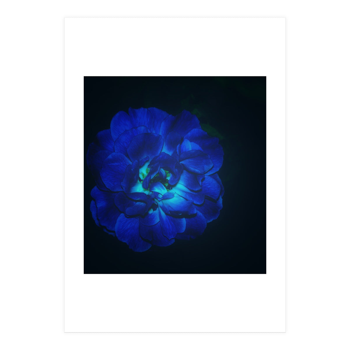 Lucky Blue Rose (Print Only)