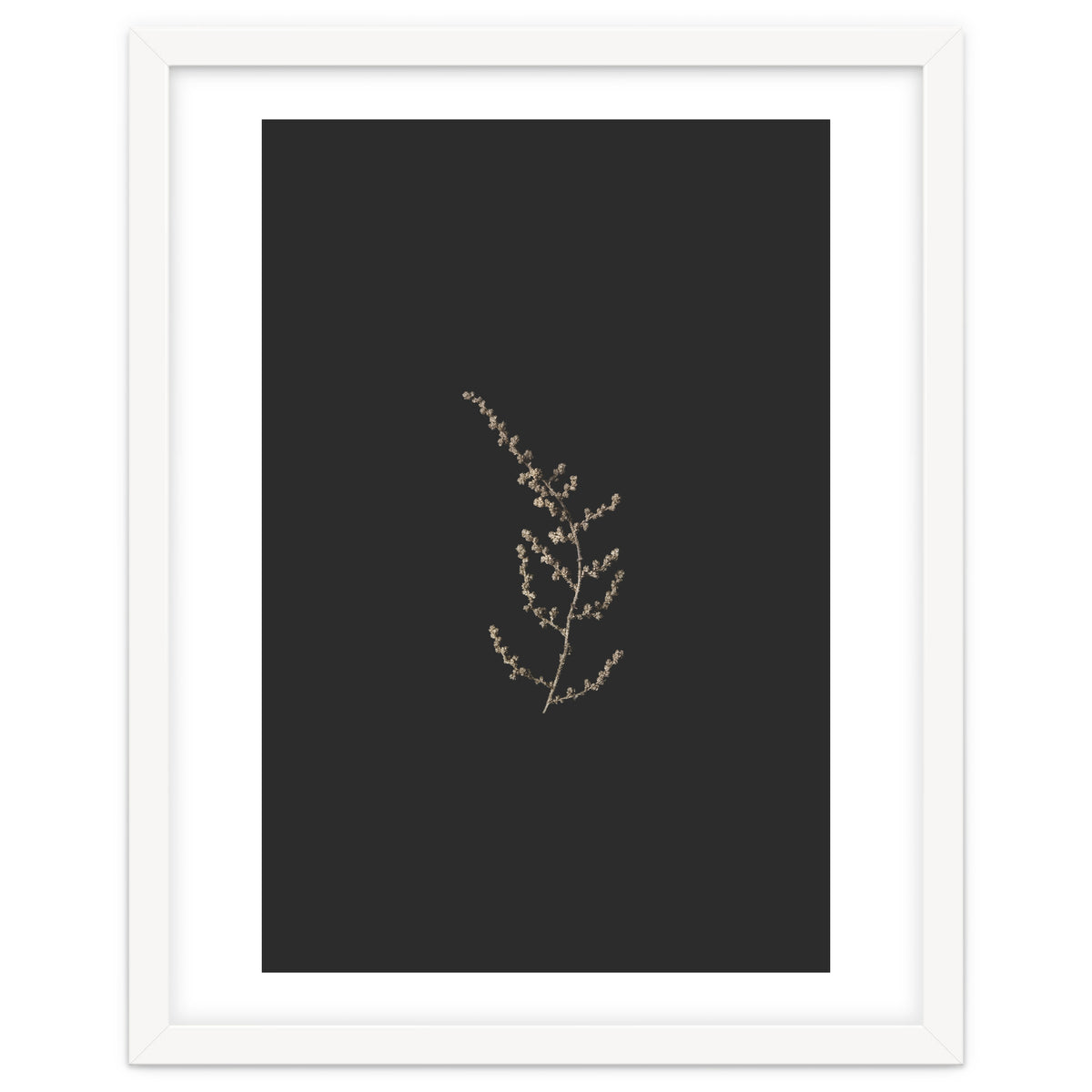 Delicate Golden Fynbos Botanicals on Black