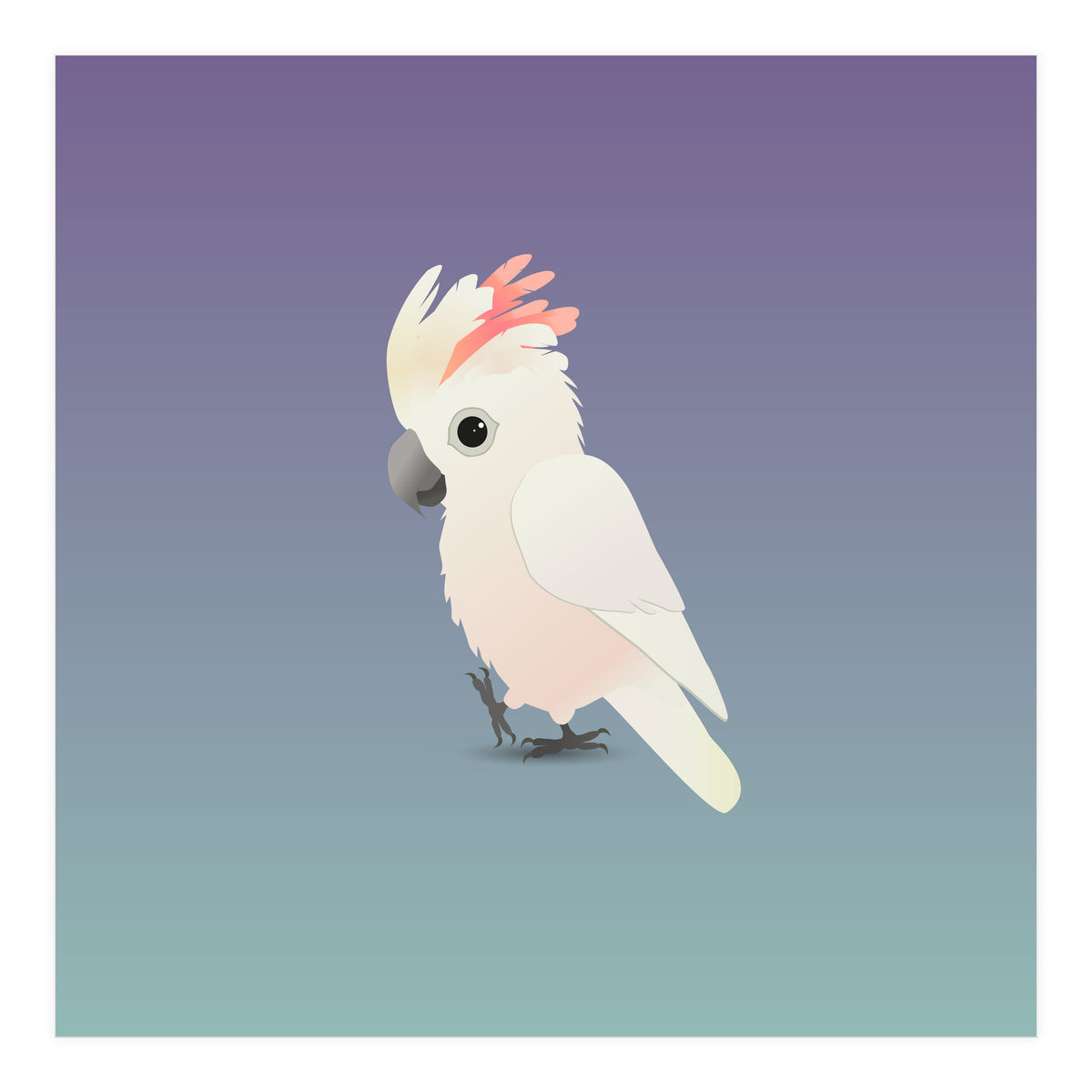 Salmon-crested cockatoo (Print Only)