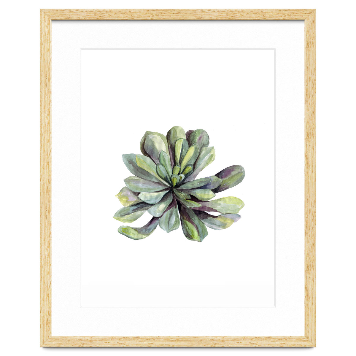 Botanical Illustration Succulent