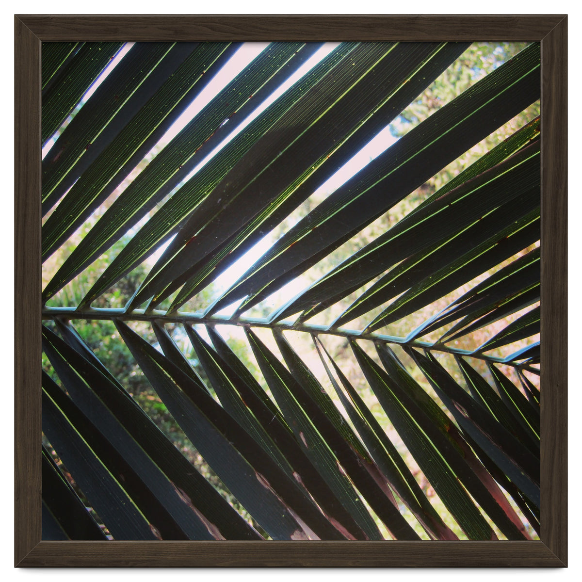 Palm leaf