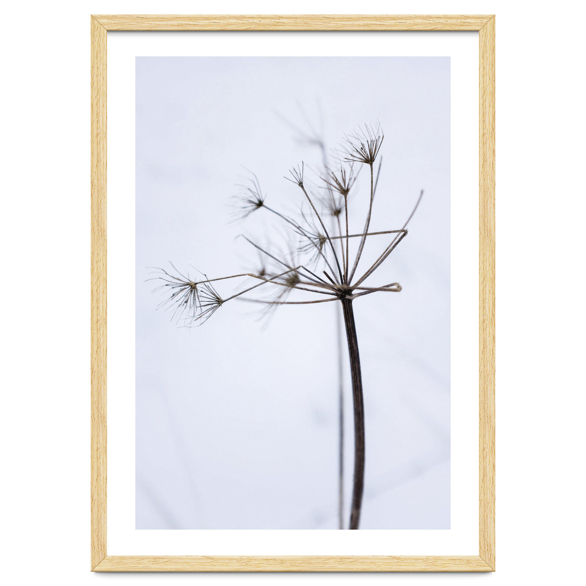 Wildflower in Winter