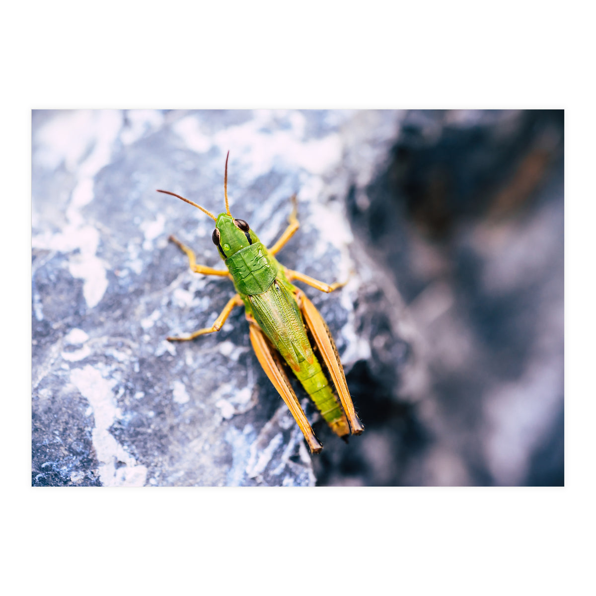 Acid Green (Print Only)