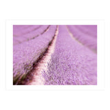Lilac Love (Print Only) thumbnail