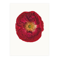 Cc Poppy 03 (Print Only)