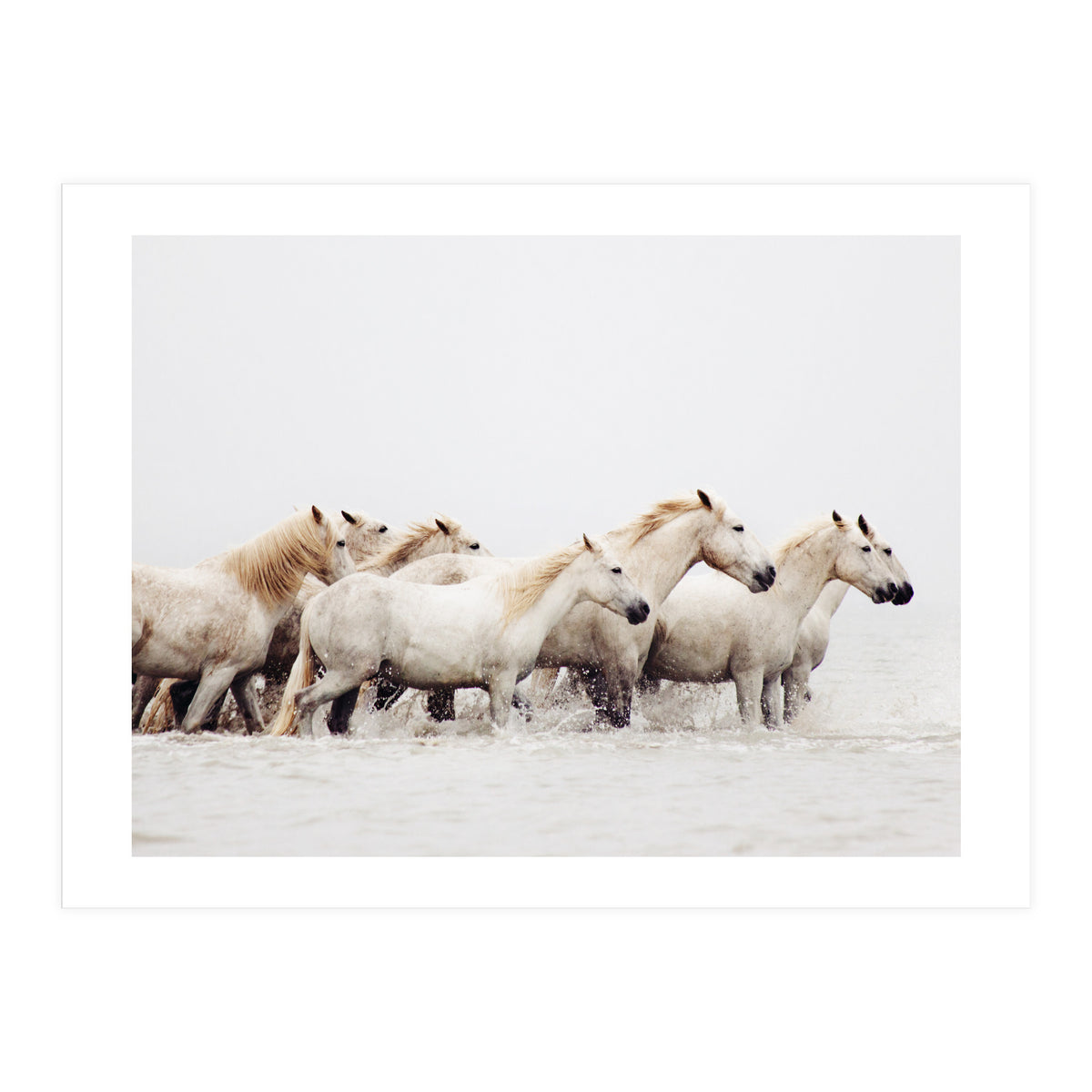 White Horses - Nature Photography (Print Only)