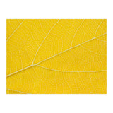 Autumn Leaf (Print Only) thumbnail