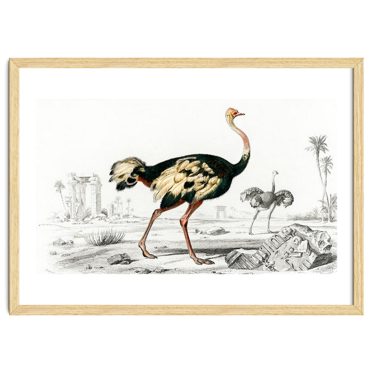 Struthio illustrated