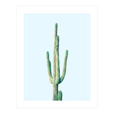 Loner Cactus (Print Only) thumbnail