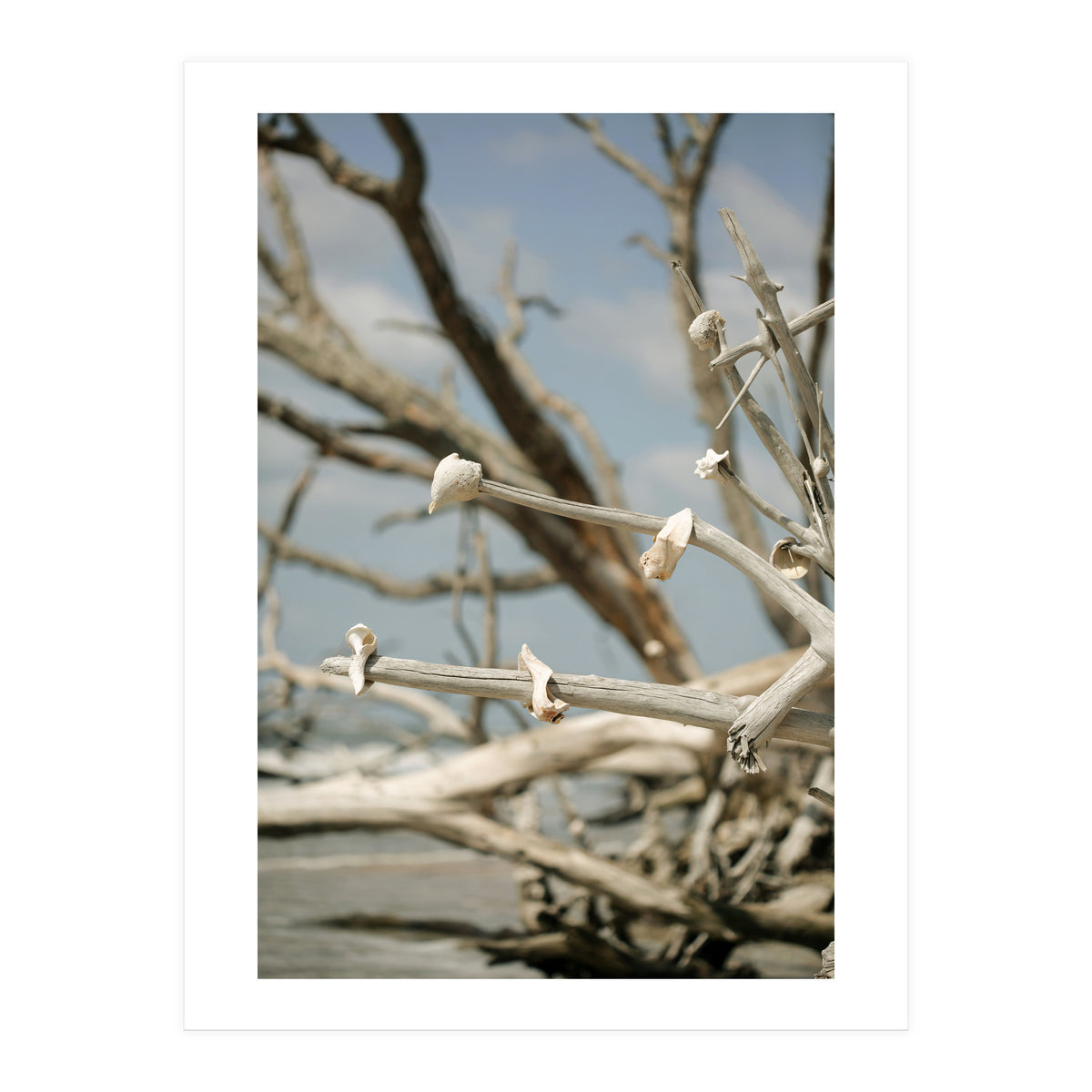 Seashells And Driftwood  (Print Only)