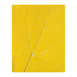 Autumn Leaf (Print Only) thumbnail