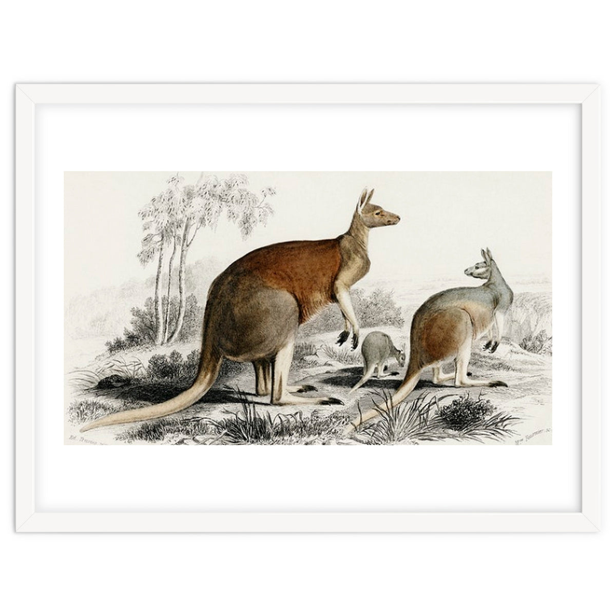 The red kangaroo illustrated