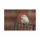 Sparrow (Print Only) thumbnail