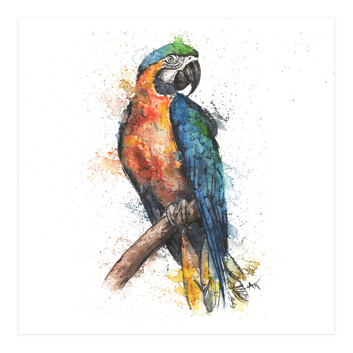 Parrot - Wildlife Collection (Print Only)