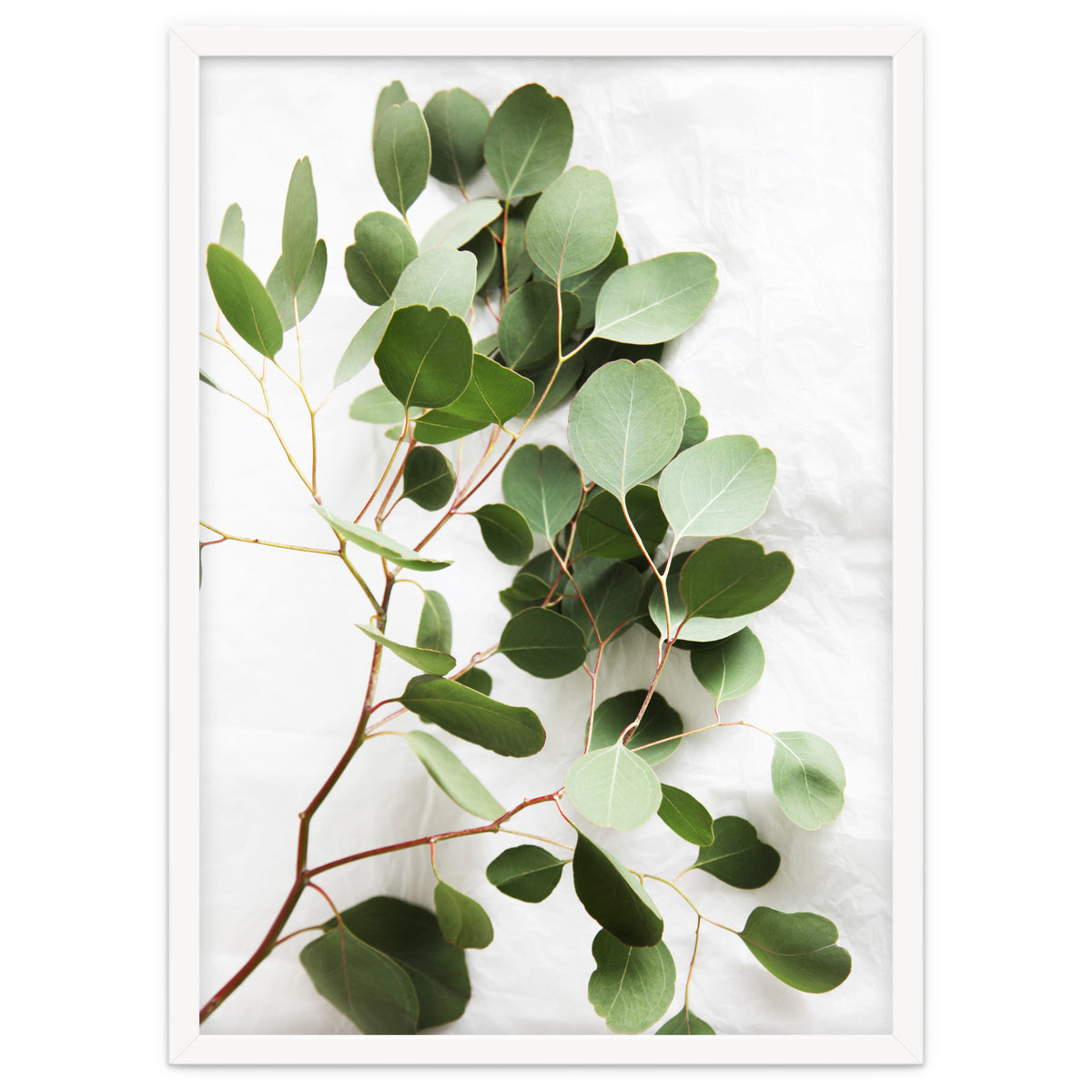 Eucalyptus