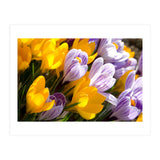 Spring (Print Only) thumbnail
