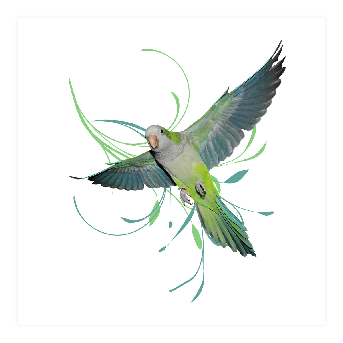 Flying quaker parrot (Print Only)