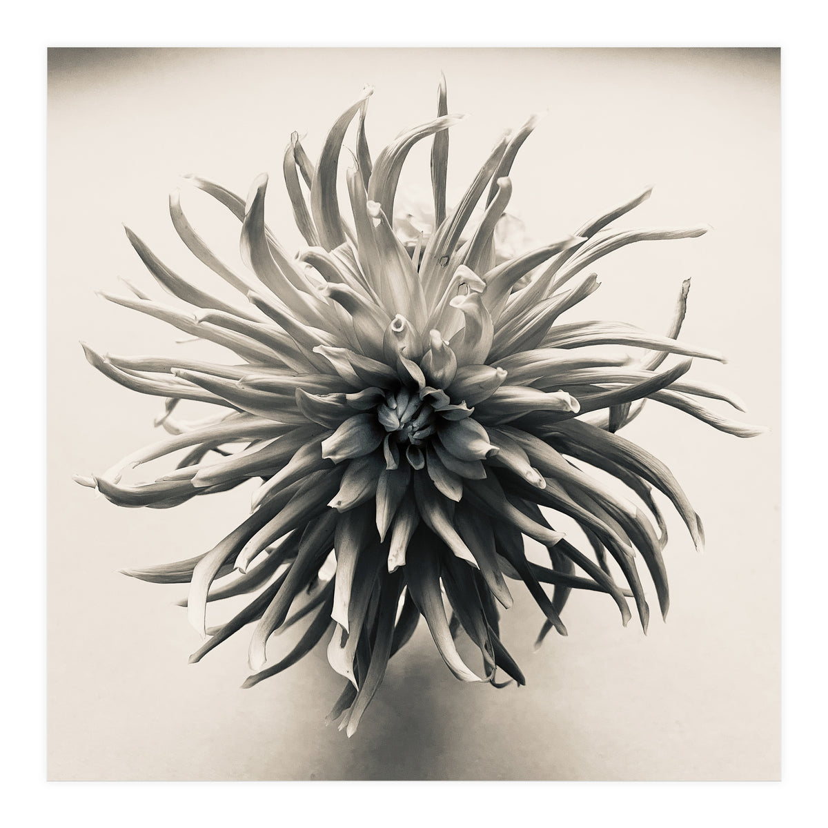 Dahlia (Print Only)