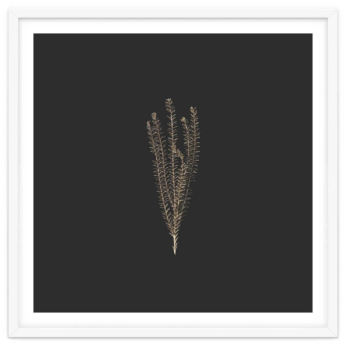 Delicate Fynbos Botanicals in Gold and Black - Square