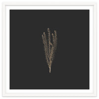 Delicate Fynbos Botanicals in Gold and Black - Square