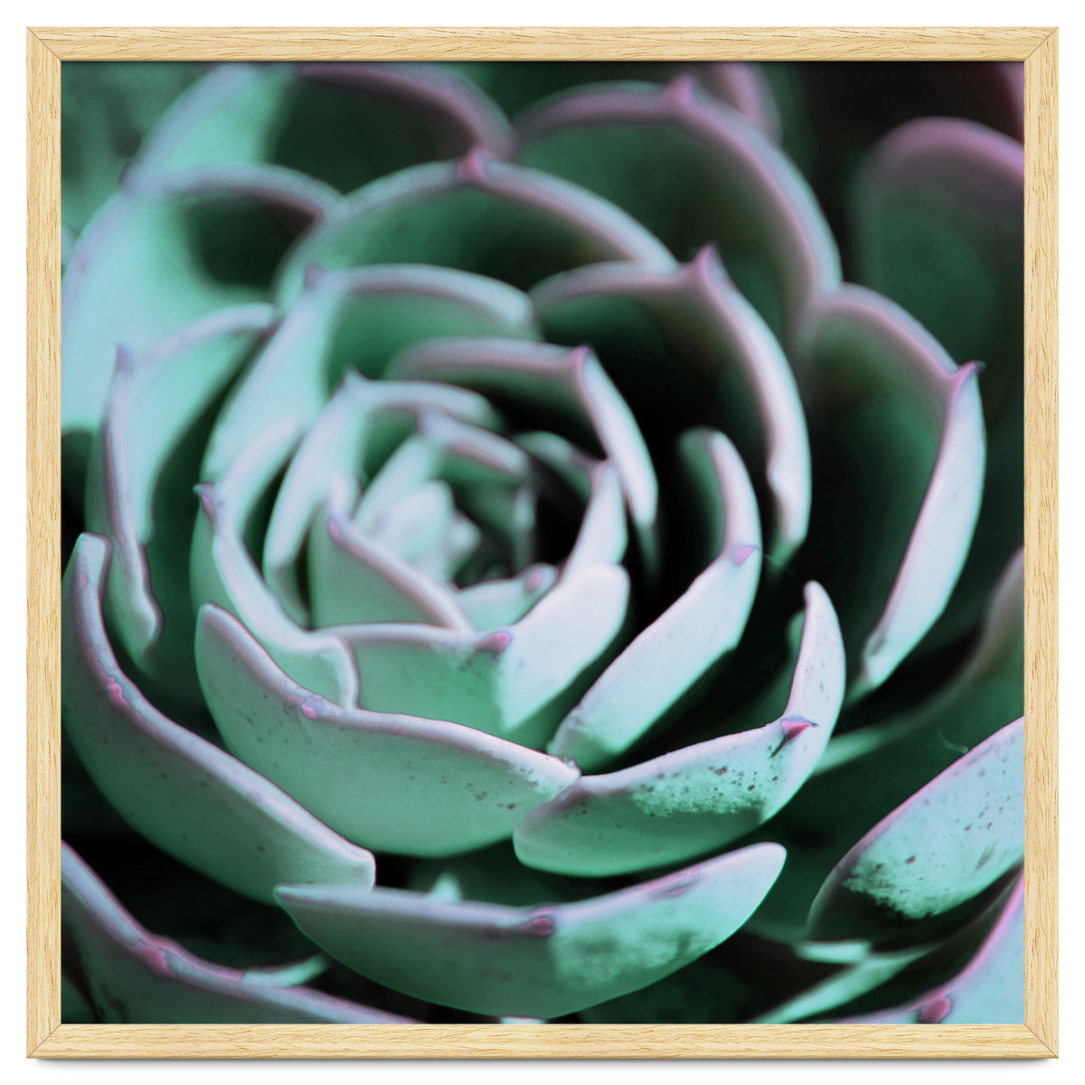 DARKSIDE OF SUCCULENTS III-A