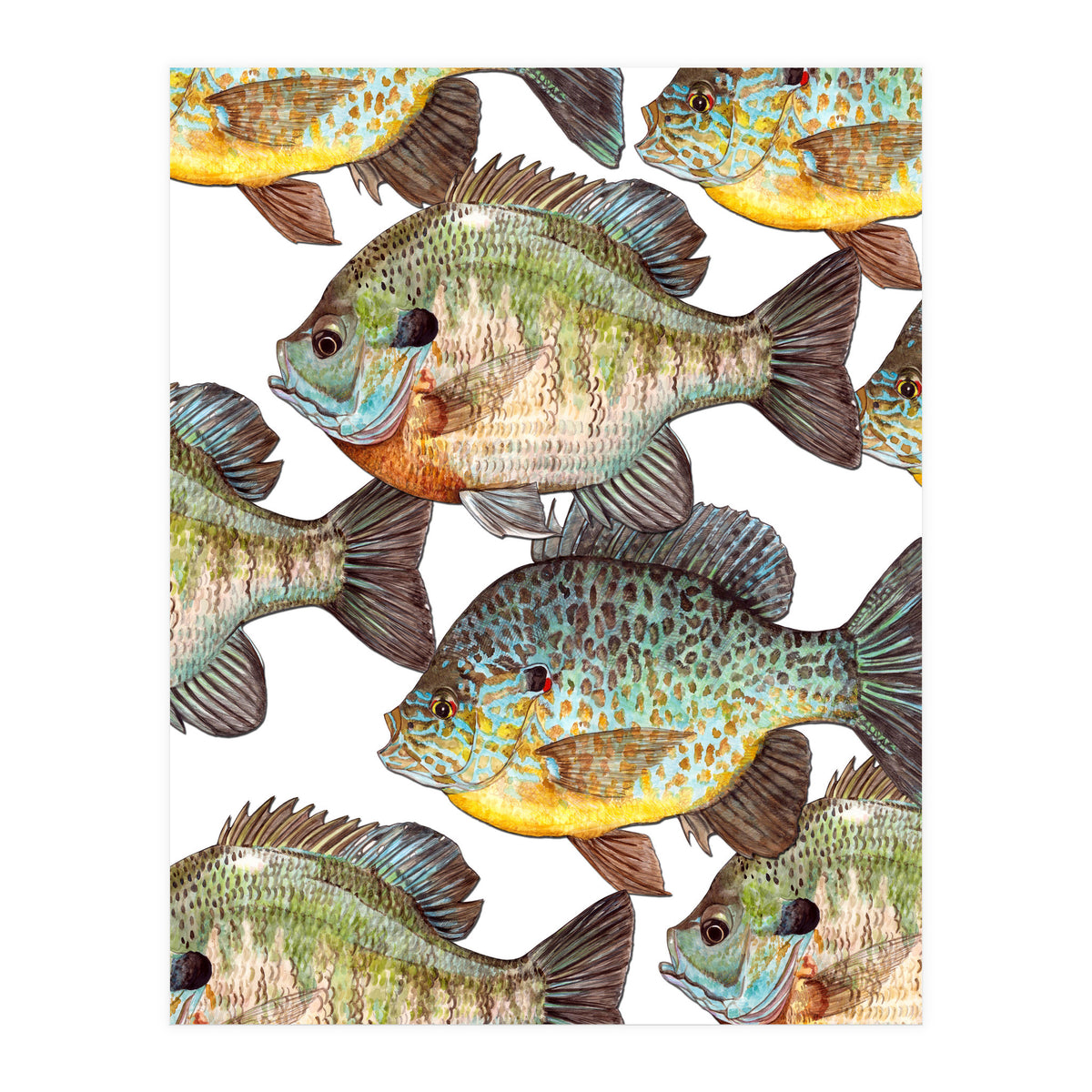 Lake Sunfish (Print Only)